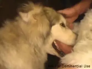 Animal Sex Porn Tube