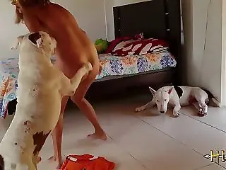 Animal porn and bestiality