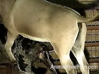AnimalFreePorn