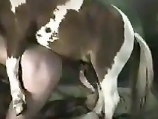 Bestiality Video