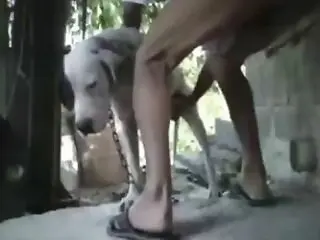 Bestiality Video