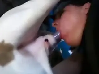 Animal Sex Porn Tube