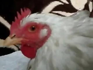 Zoo Zoo Sex Porn