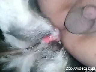 XXX Animal Porn
