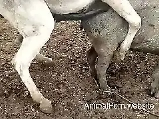 AnimalPorn.website