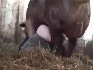 XXX Bestiality Porn