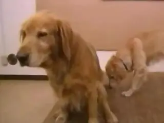 PornBbestiality