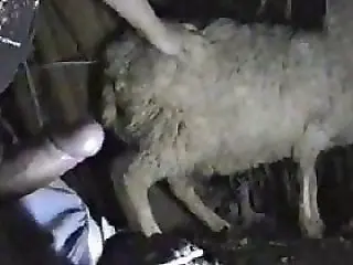 Animal Sex Porn