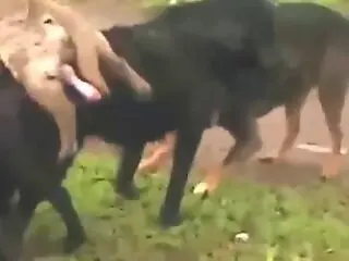 Animal porn and bestiality