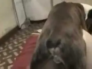 Dog sex