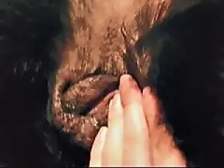 Zoo porno and bestiality