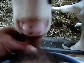 Free bestiality and zoophilia porn