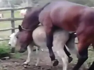 Animal porn videos and ZOO PORN