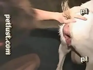 XXX Animal Porn