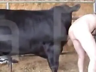 XXX Bestiality Porn