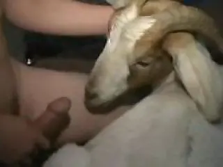 Goat Zoo Porn