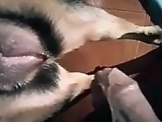 XXX Animal Porn