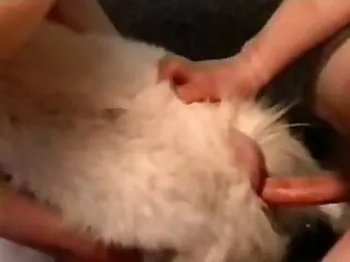 Free zoo porn tube