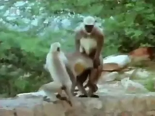 Animal porn and zoo sex