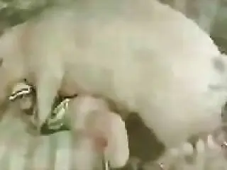 Animal porn and zoo sex