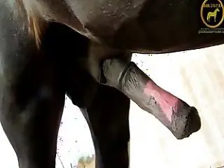 Animal porn and bestiality