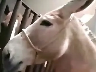 Animal Sex Porn Tube