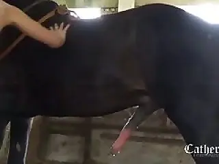 Dog sex