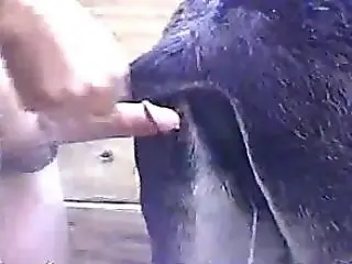 New Animal Fuck