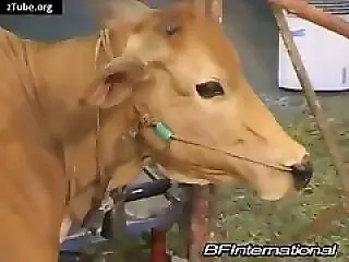 XXX Animal Porn