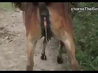 XXX Bestiality Porn