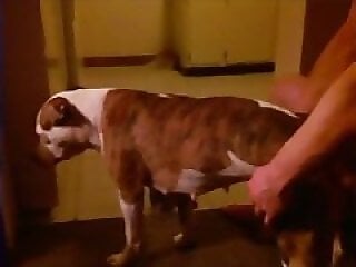 Animal Sex Freeporn
