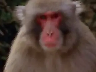 XXX Zoo video