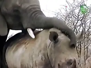 Animal porn and bestiality