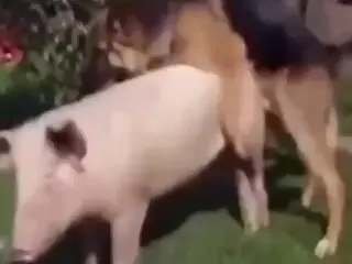 XXX Zoo video