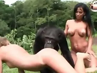 Zoo Zoo Sex Porn