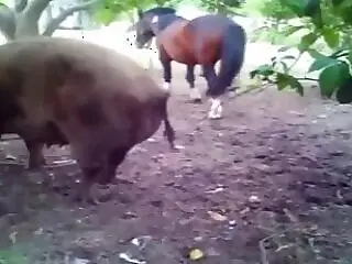 Zoo porno and bestiality