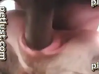 Porn Animal Sex