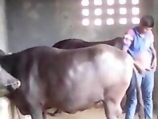 PornTubeZoo