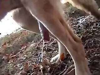 Bestiality Video
