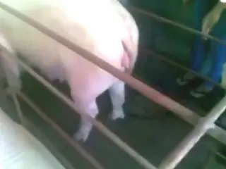 Animal porn and bestiality