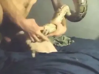 Animal Porno