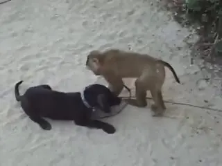 Zoo XXX Porn