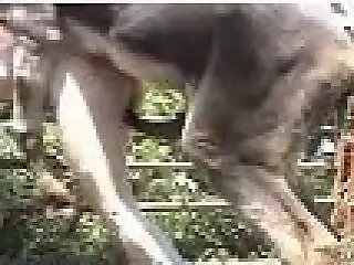 Bestiality Video