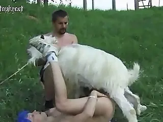 Animal Sex