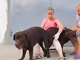 Zoophilia porn and animal sex