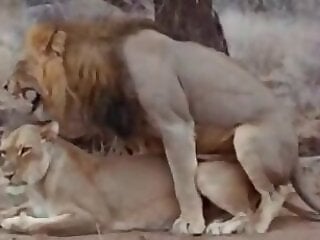 Zoo porn and zoo sex video