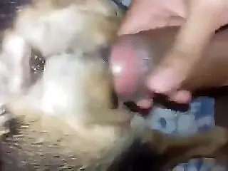 PornBbestiality