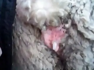 Zoo Fuck Tube