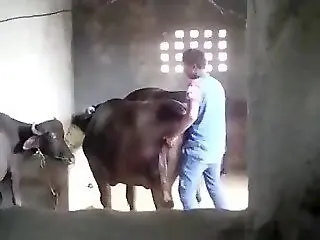ZooFreePorn