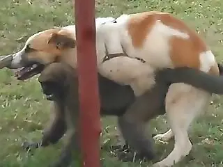 XXX Animal Porn